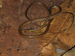 Chironius multiventris