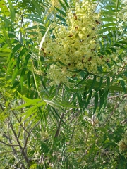Rhus lanceolata