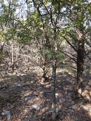 Celtis reticulata