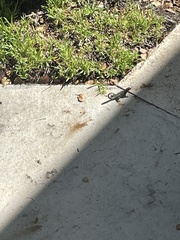 Leiocephalus carinatus