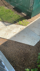 Leiocephalus carinatus