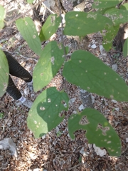 Celtis reticulata