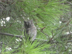 Otus scops