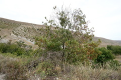 Fraxinus angustifolia