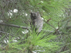 Otus scops