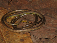Chironius multiventris