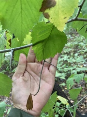 Crataegus mollis