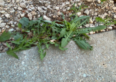 Taraxacum erythrospermum