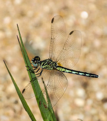 Diplacodes lefebvrii