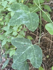 Passiflora lutea