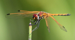 Trithemis arteriosa