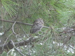 Otus scops