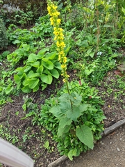 Verbascum nigrum