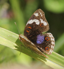 Junonia oenone oenone
