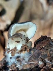 Volvariella