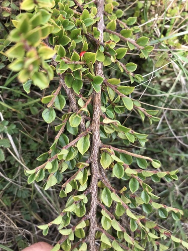 Cotoneaster horizontalis