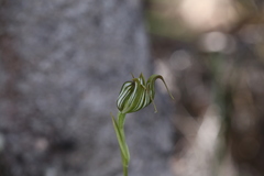 Pterostylis recurva