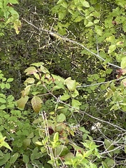 Toxicodendron radicans