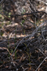 Pterostylis recurva