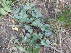 Hepatica americana