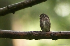 Muscicapa sibirica