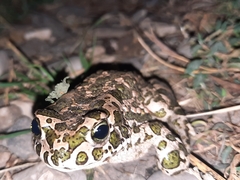 Bufotes viridis sitibundus