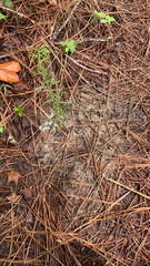 Eupatorium hyssopifolium