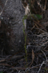 Pterostylis recurva