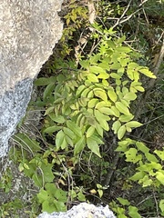 Ungnadia speciosa