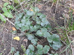 Hepatica americana