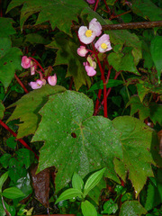 Begonia palmata