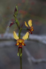 Diuris cruenta