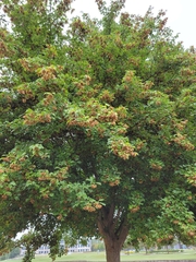 Acer leucoderme