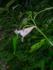 Impatiens uniflora