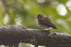 Muscicapa griseisticta
