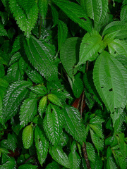 Lecanthus peduncularis