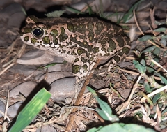 Bufotes viridis sitibundus