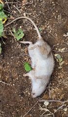 Rattus norvegicus