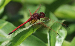 Trithemis arteriosa
