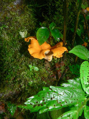 Craterellus ignicolor