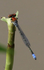 Pseudagrion massaicum