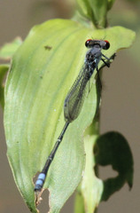 Pseudagrion