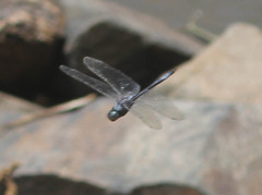 Zygonyx natalensis