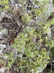 Perityle lindheimeri