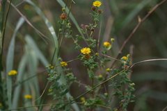 Pulicaria dysenterica