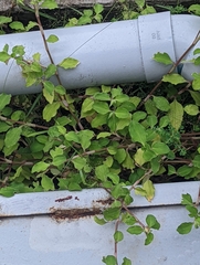 Commelina benghalensis