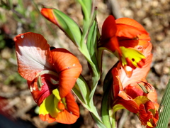 Gladiolus alatus