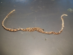 Pituophis catenifer sayi