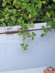 Commelina benghalensis