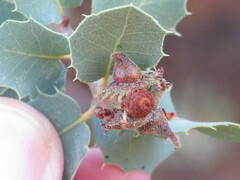 Disholcaspis pedunculoides